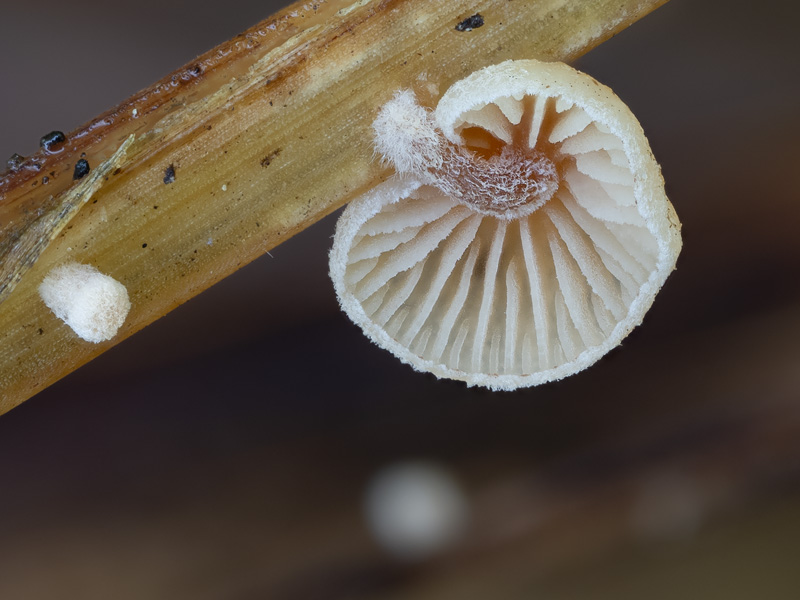 Deconica phillipsii